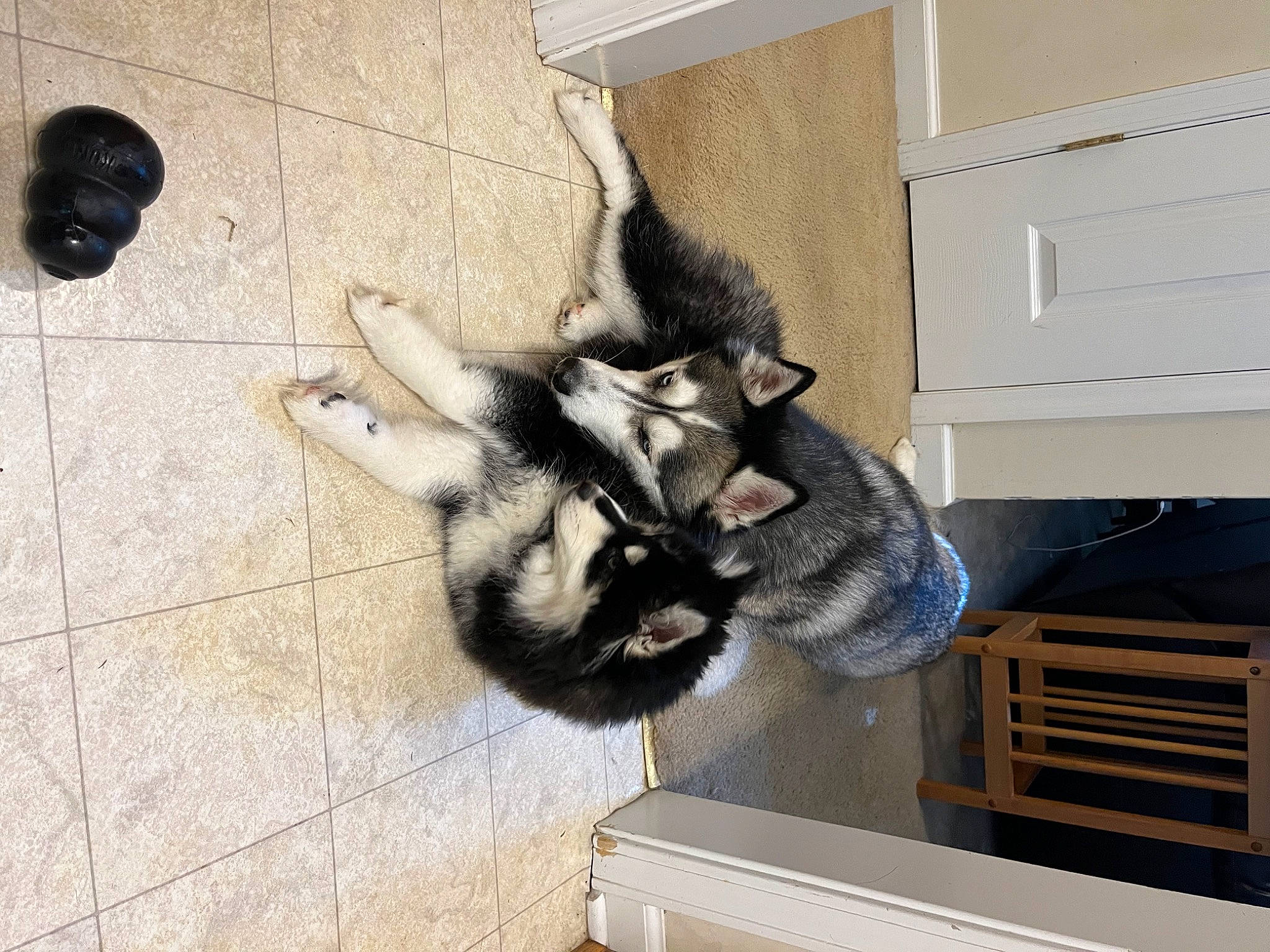 Sosulka joined the competition — help win amazing prizes! art, canidae, carnivore, claw, dog_breed, domestic_short_haired_cat, felidae, flooring, fur, grey, human_leg, paw, road_surface, shadow, small_to_medium_sized_cats, sporting_group, tail, whiskers, window, wood