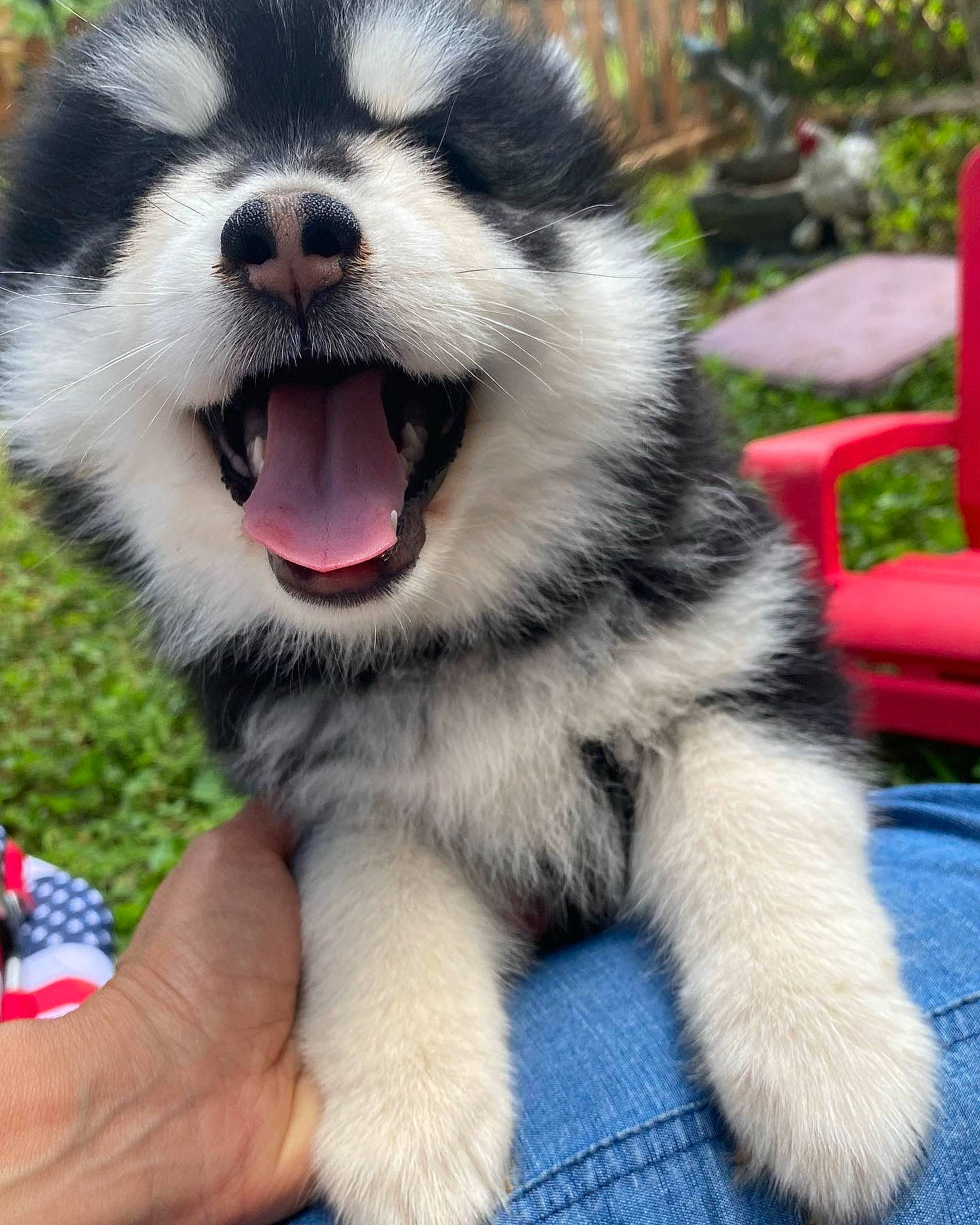 Sosulka is registered to the contest to win money with this photo: ancient_dog_breeds, art, canidae, carnivore, collar, companion_dog, dog, dog_breed, fur, herding_dog, plant, puppy, sled_dog, smile, snout, sporting_group, terrestrial_animal, whiskers, working_animal, working_dog