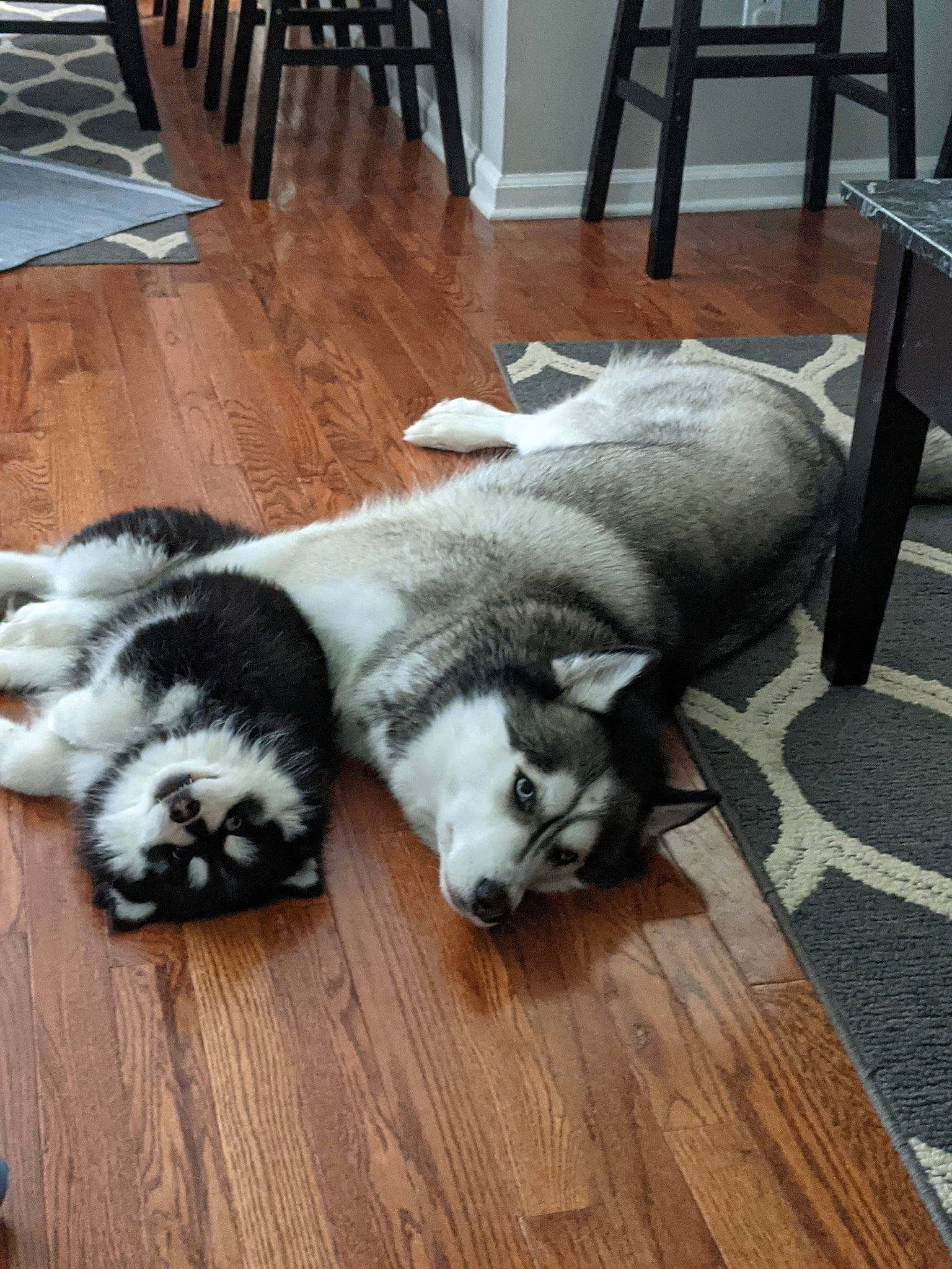 Zimushka is registered to the contest to win money with this photo: carnivore, chair, comfort, companion_dog, dog_breed, fawn, felidae, floor, flooring, fur, hardwood, small_to_medium_sized_cats, snout, sporting_group, tableware, tail, terrestrial_animal, white, wood, working_animal