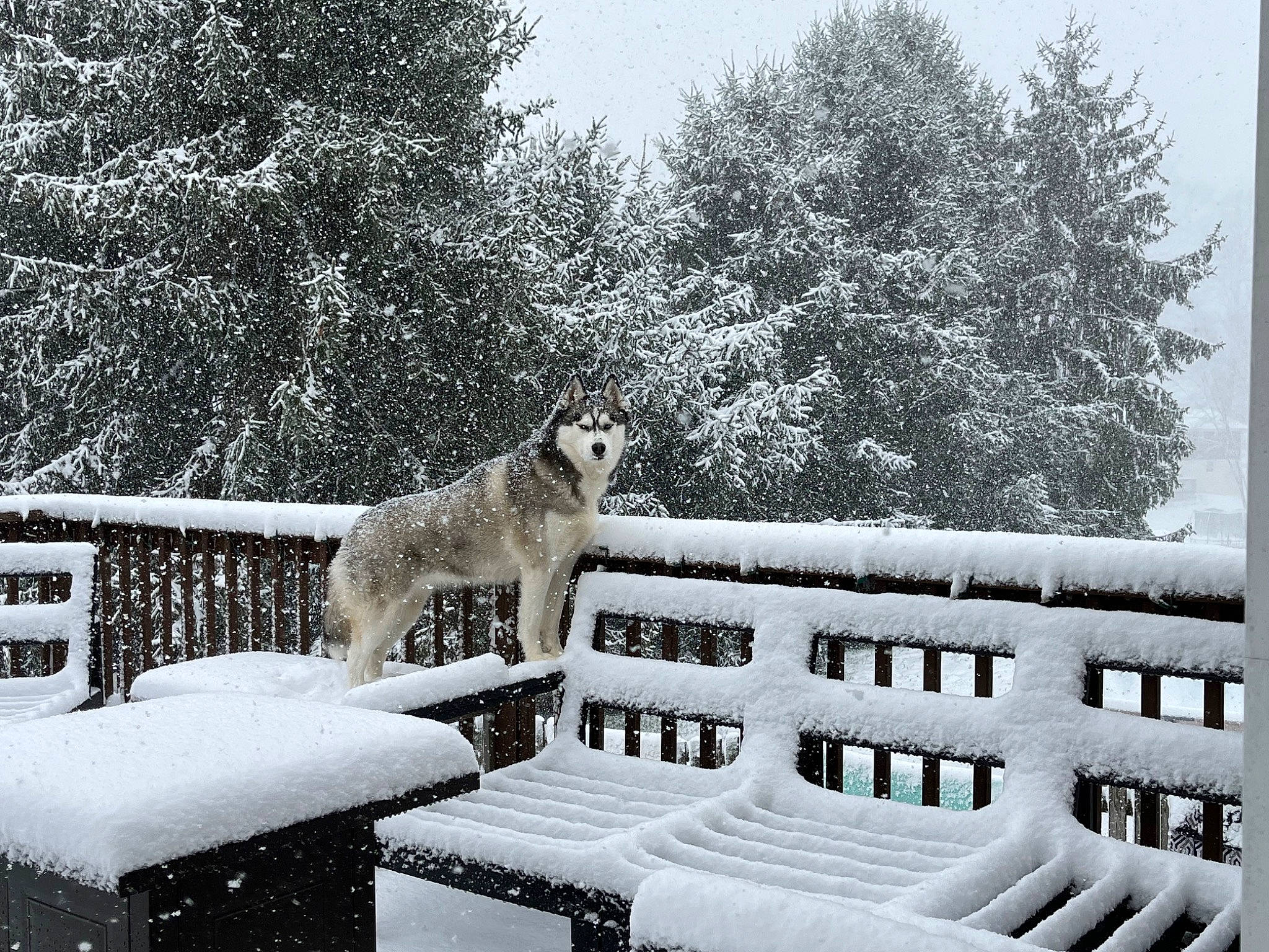 Zimushka is registered to the contest to win money with this photo: bench, carnivore, dog, dog_breed, event, fence, freezing, frost, monochrome, monochrome_photography, outdoor_bench, outdoor_furniture, plant, precipitation, sky, snow, sporting_group, tree, winter, wood