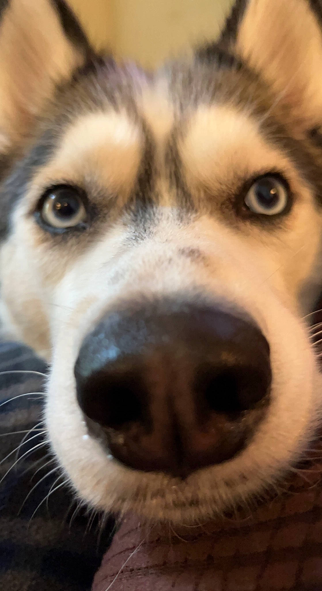 Zimushka is registered to the contest to win money with this photo: canidae, carnivore, close_up, companion_dog, desk, dog, dog_breed, eyelash, fawn, fur, human_body, nose, sled_dog, snout, sporting_group, terrestrial_animal, whiskers, wildlife, window, wood