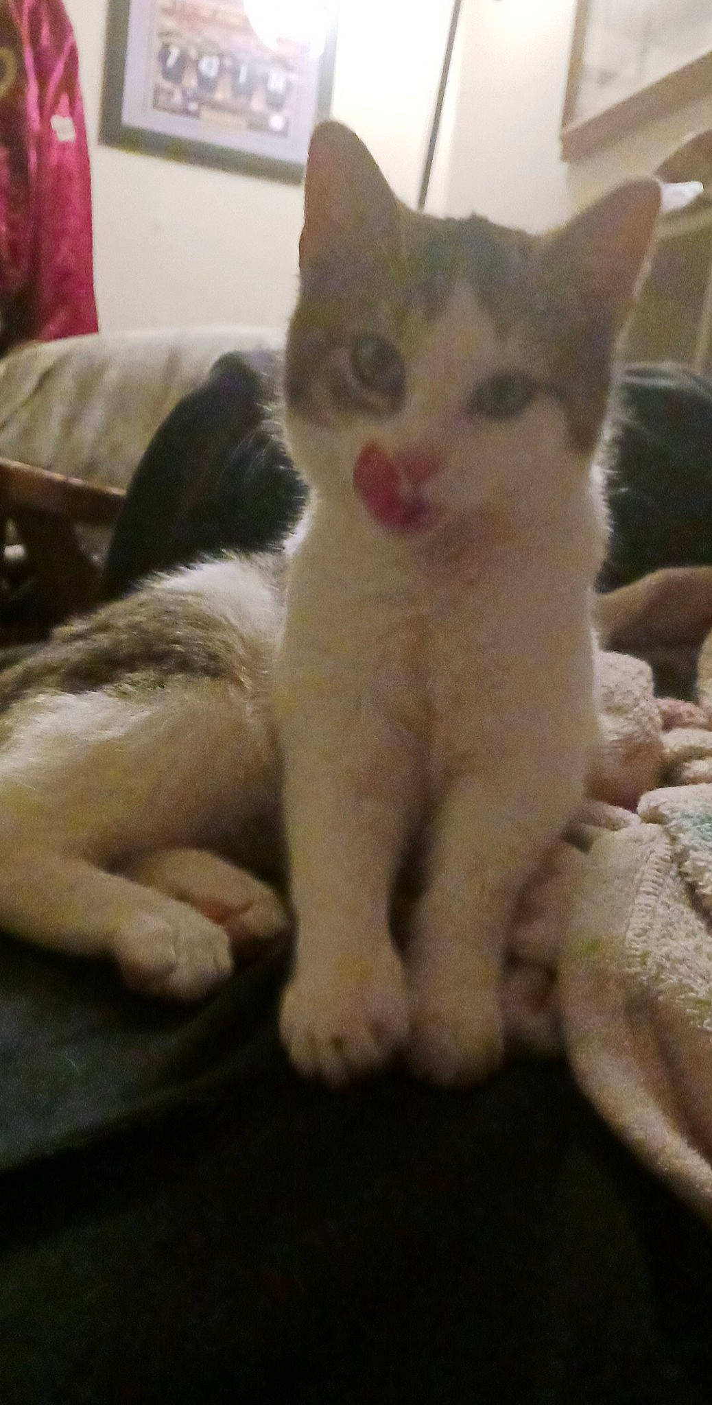 Ivy is registered to the contest to win money with this photo: carnivore, cat, claw, comfort, domestic_short_haired_cat, fawn, felidae, fur, paw, small_to_medium_sized_cats, snout, tail, terrestrial_animal, whiskers