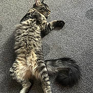 Zeus is registered to the contest to win money with this photo: animal, carpet, cat, cute, domestic_animal, feline, fluffy, fur, indoor, lying_down, mammal, paw, pet, relaxed, resting, sleepy, striped, tabby, tail, whiskers