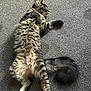 animal, carpet, cat, cute, domestic_animal, feline, fluffy, fur, indoor, lying_down, mammal, paw, pet, relaxed, resting, sleepy, striped, tabby, tail, whiskers