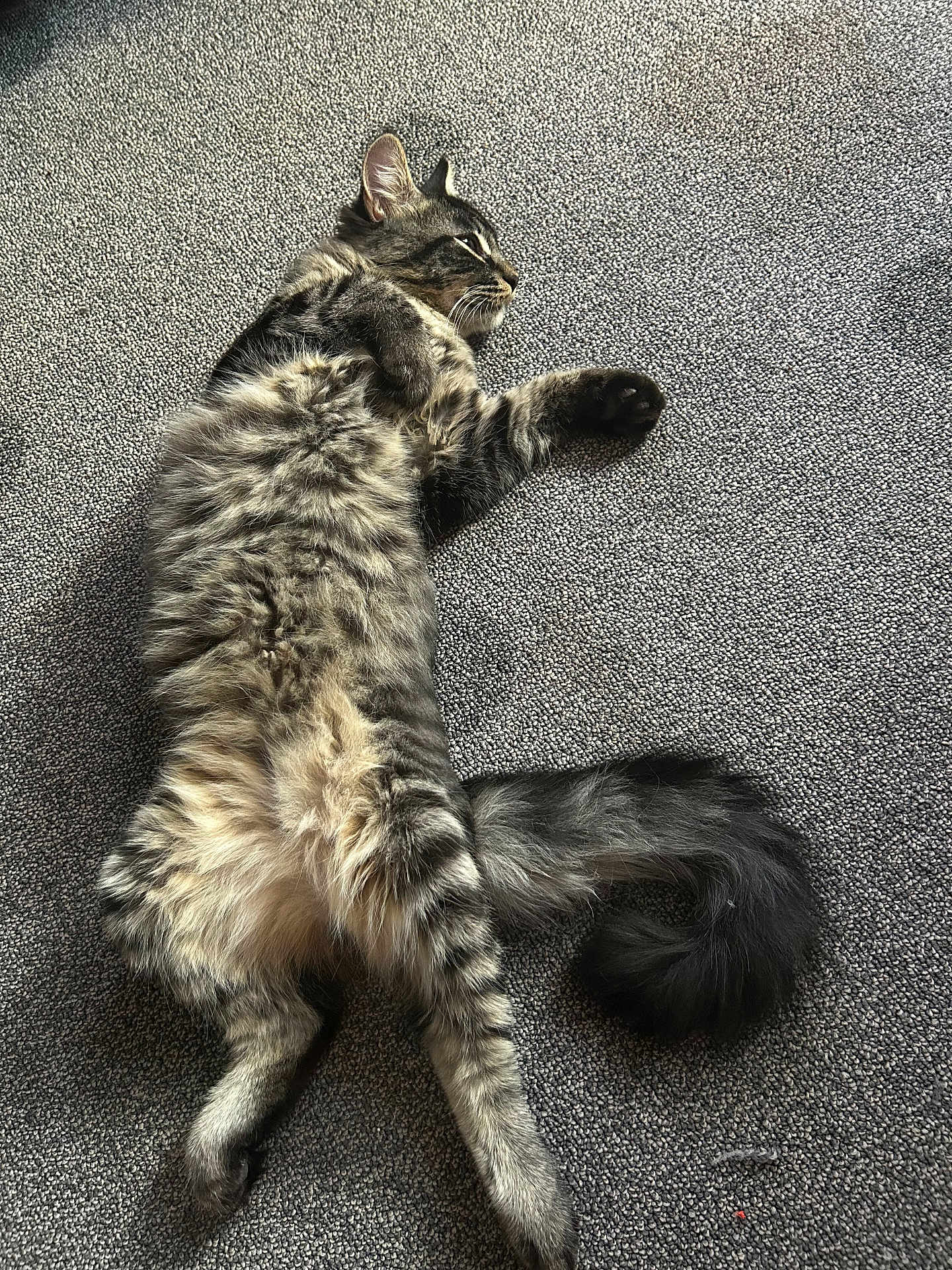 Zeus
