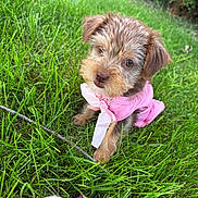 Honey Buttercup joined the competition — help win amazing prizes! puppy, dog, grass, pink_dress, toy, outdoor, cute, pet, animal, greenery, playful, young_dog, fur, adorable, nature, small_dog, summer, garden, fluffy, curious
