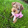 puppy, dog, grass, pink_dress, toy, outdoor, cute, pet, animal, greenery, playful, young_dog, fur, adorable, nature, small_dog, summer, garden, fluffy, curious
