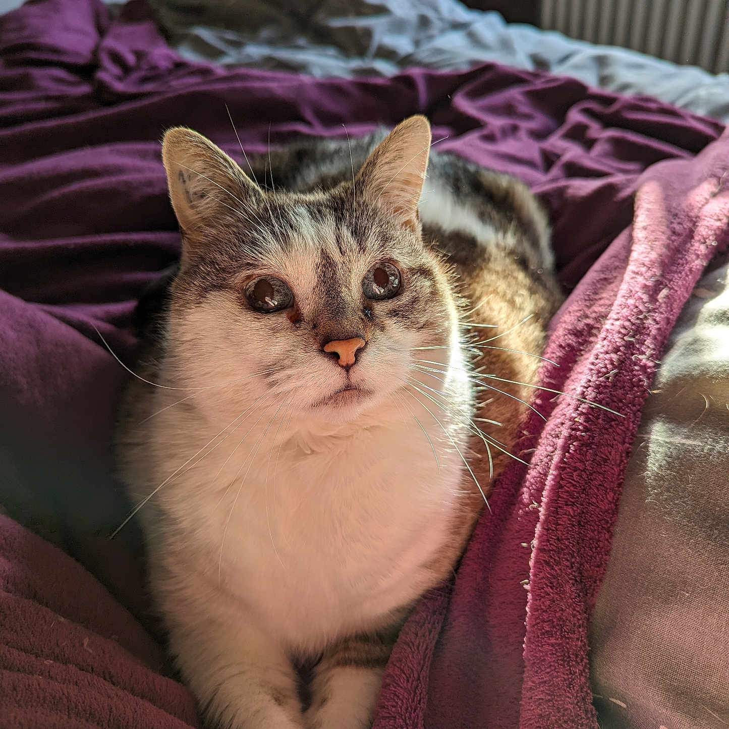 Cassiopée participe au concours pour gagner de l'argent avec cette photo : abyssinian, animal, bed, bedroom, blanket, cat, couch, furniture, homedecor, indoors, kitten, laundry, linen, manx, pet, quilt, room, siamese, towel, velvet