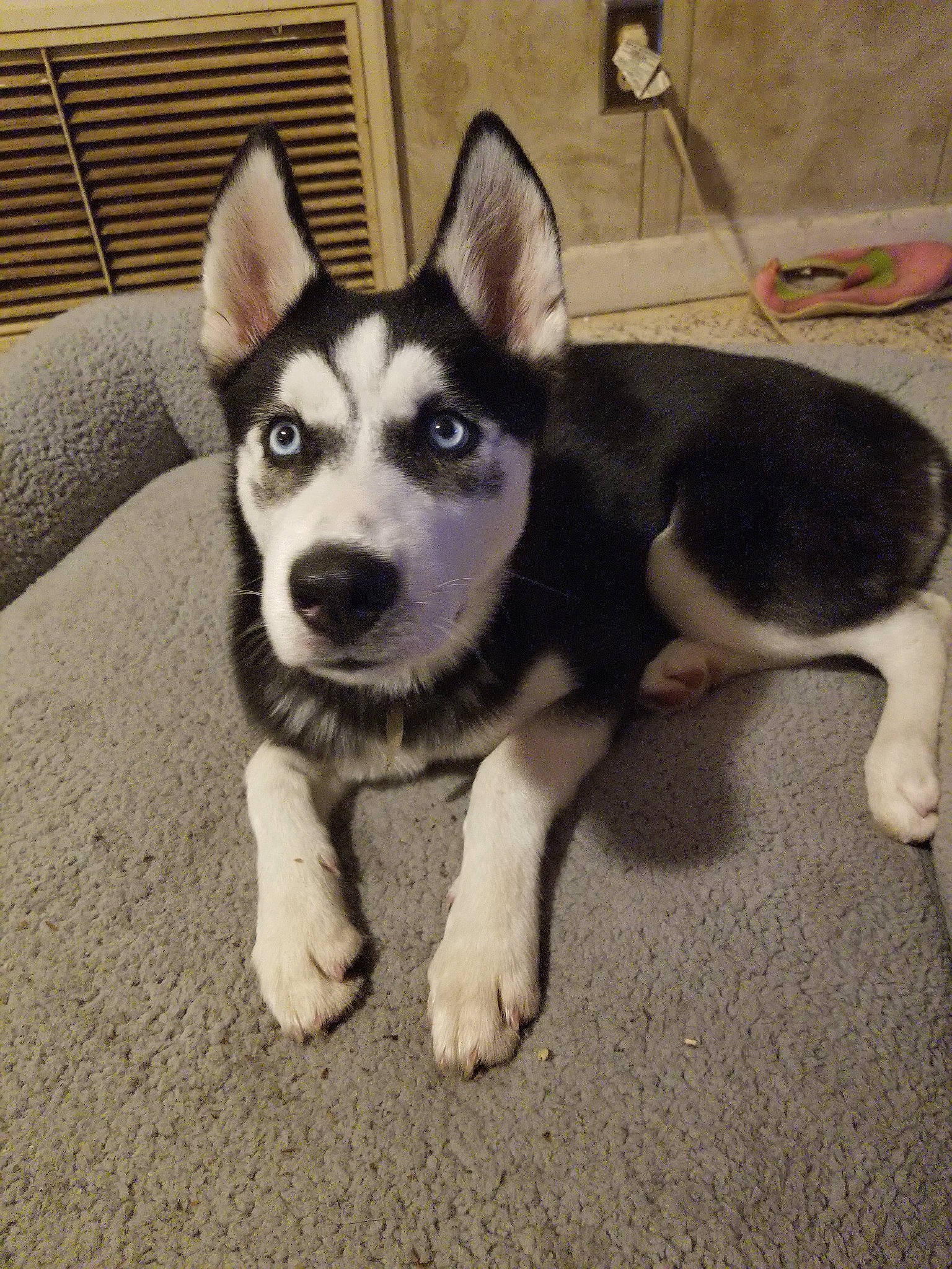 Cherokee is registered to the contest to win money with this photo: alaskan_klee_kai, canidae, carnivore, dog, dog_breed, east_siberian_laika, jamthund, labrador_husky, mammal, miniature_siberian_husky, puppy, rare_breed_dog, sakhalin_husky, seppala_siberian_sleddog, siberian_husky, sled_dog, snout, sporting_group, vertebrate, wolfdog