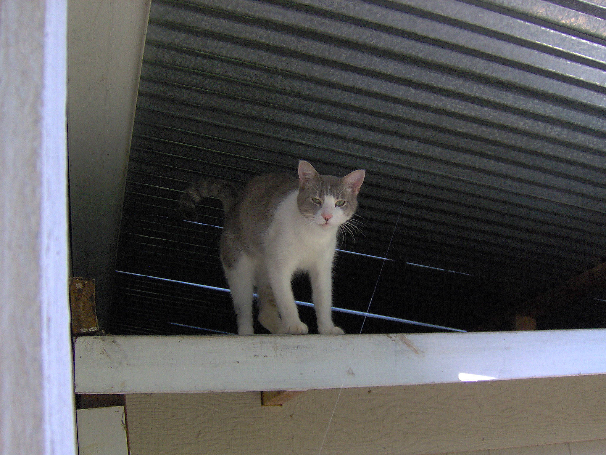 Peanut joined the competition — help win amazing prizes! aegean_cat, burmese, carnivore, cat, domestic_short_haired_cat, felidae, mammal, ojos_azules, polydactyl_cat, singapura, small_to_medium_sized_cats, tail, whiskers, window