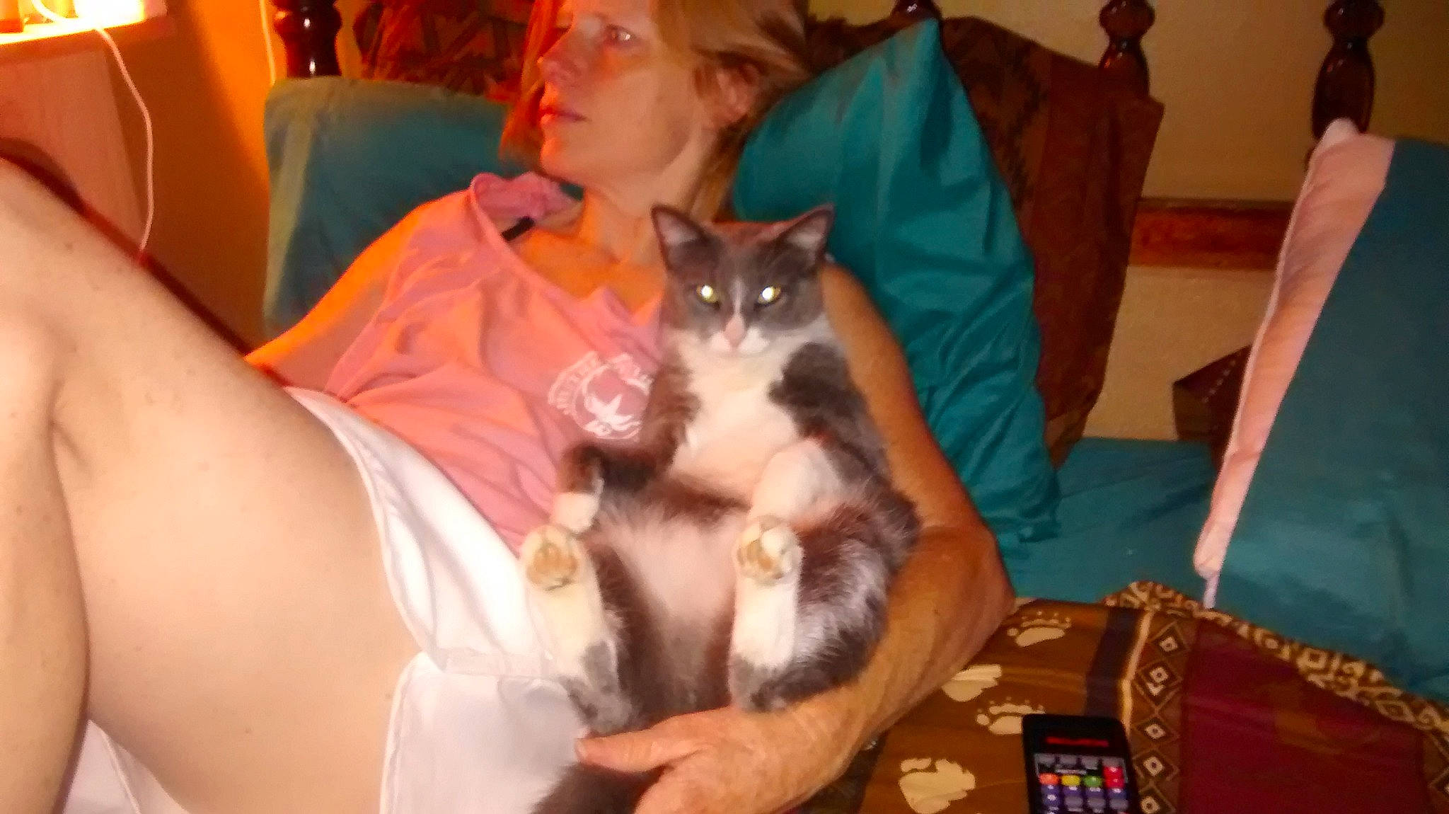 Peanut joined the competition — help win amazing prizes! american_curl, asian, carnivore, cat, felidae, kitten, lap, mammal, small_to_medium_sized_cats, snowshoe, whiskers