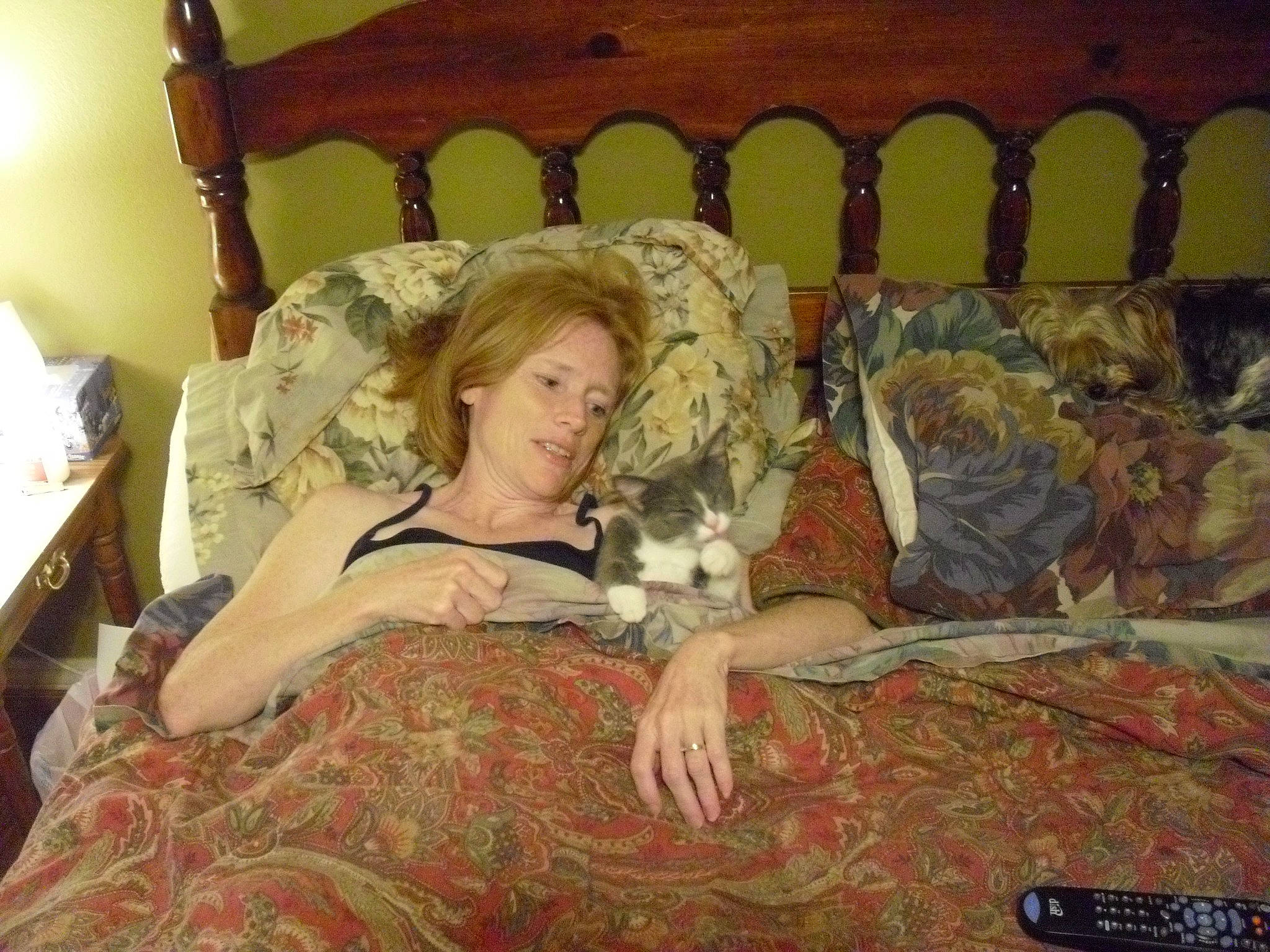 Peanut is registered to the contest to win money with this photo: bed, couch, fawn, furniture, long_hair, room