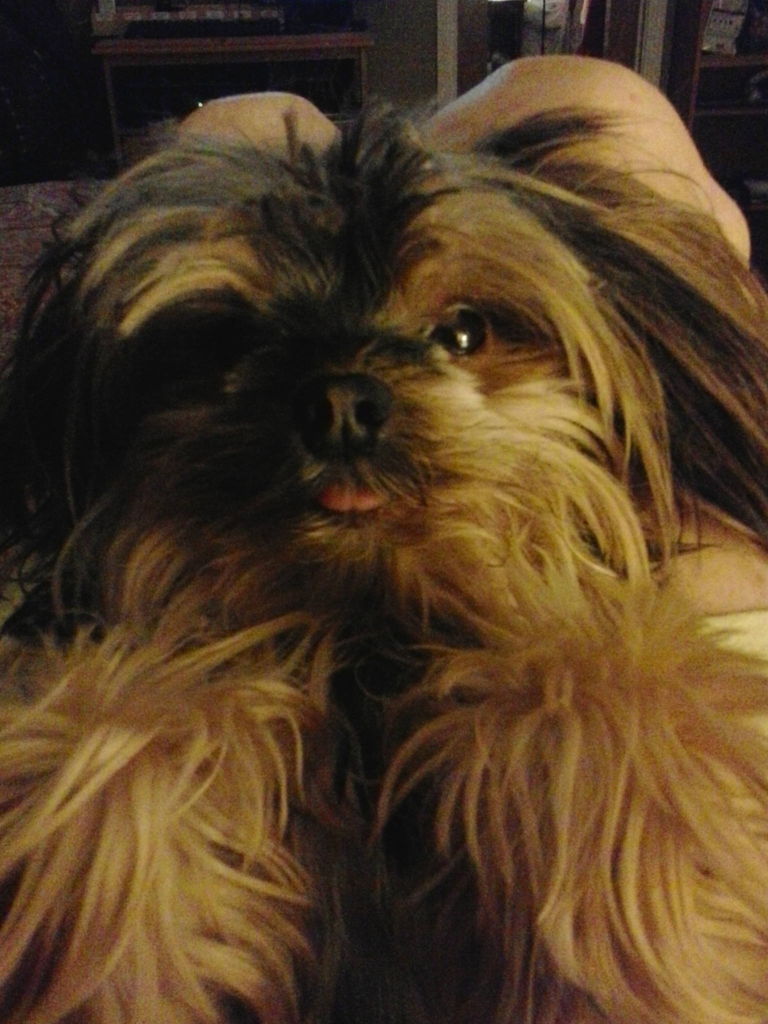 Mr. Kibbles is registered to the contest to win money with this photo: affenpinscher, bolonka, canidae, carnivore, chinese_imperial_dog, companion_dog, dog, dog_breed, griffon_bruxellois, liver, lowchen, mammal, morkie, non_sporting_group, puppy, rare_breed_dog, shih_tzu, snout, sporting_group, toy_dog