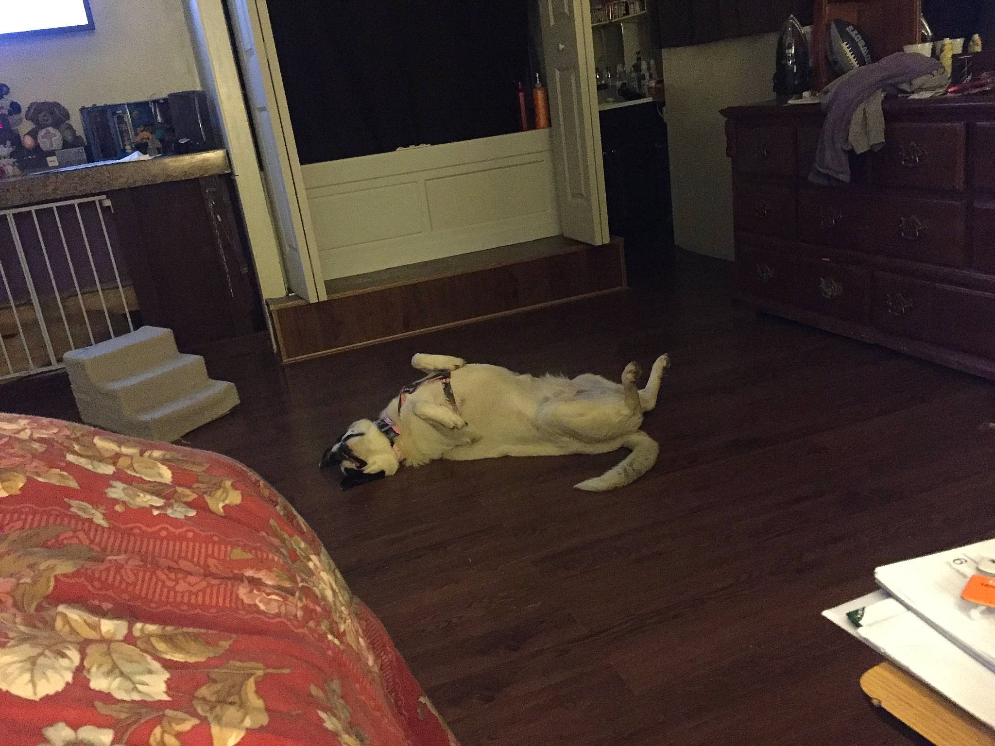 Oreo is registered to the contest to win money with this photo: canidae, carnivore, carpet, cat, companion_dog, dog, floor, flooring, furniture, hardwood, interior_design, laminate_flooring, living_room, non_sporting_group, room, square, table, tail, wood, wood_flooring