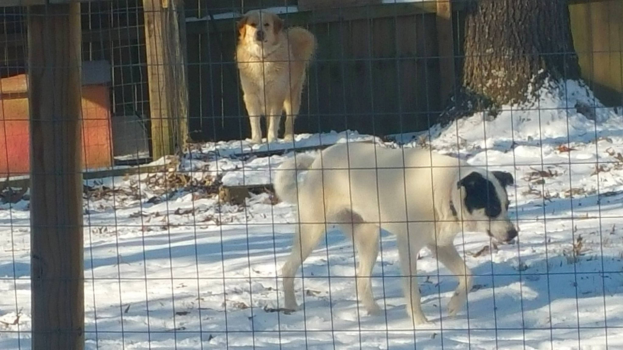 Oreo is registered to the contest to win money with this photo: akbash_dog, anatolian_shepherd_dog, ancient_dog_breeds, animal_shelter, canidae, carnivore, central_asian_shepherd_dog, dog, dog_breed, kangal_dog, livestock_guardian_dog, mammal, street_dog, vertebrate, working_dog