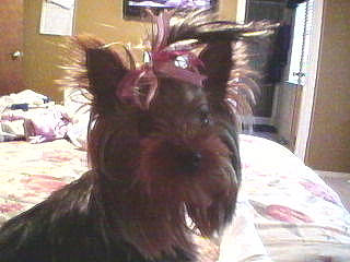 Cupcake is registered to the contest to win money with this photo: canidae, carnivore, companion_dog, dog, dog_breed, ear, hair, liver, long_hair, schnauzer, scottish_terrier, terrier, yorkshire_terrier