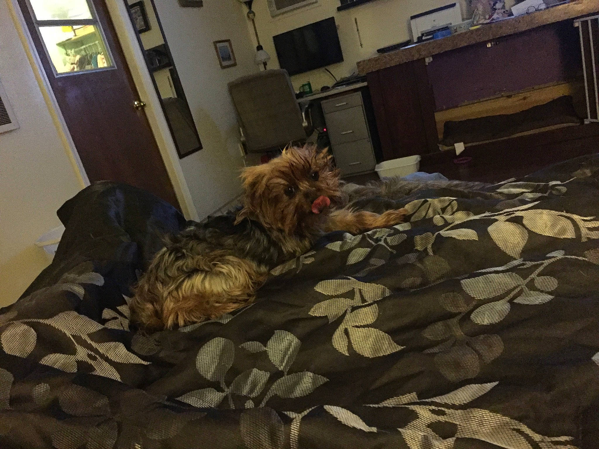 Cupcake is registered to the contest to win money with this photo: bed, bed_sheet, bedroom, camouflage, canidae, carnivore, floor, flooring, fur, furniture, house, room