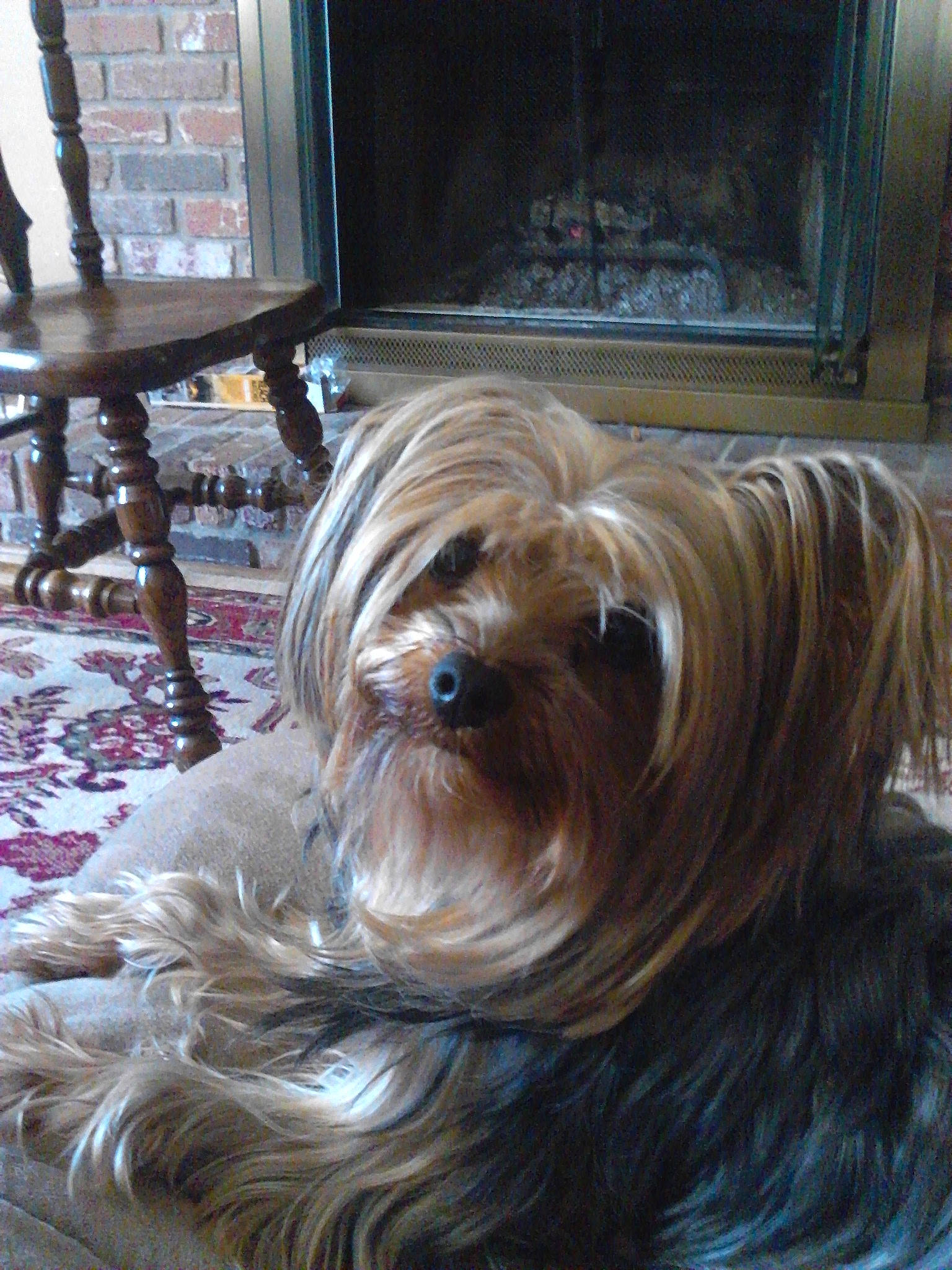 Cupcake is registered to the contest to win money with this photo: australian_silky_terrier, australian_terrier, biewer_terrier, canidae, carnivore, companion_dog, dog, dog_breed, lhasa_apso, mammal, rare_breed_dog, shih_tzu, skye_terrier, small_terrier, sporting_group, terrier, tibetan_terrier, toy_dog, vertebrate, yorkshire_terrier