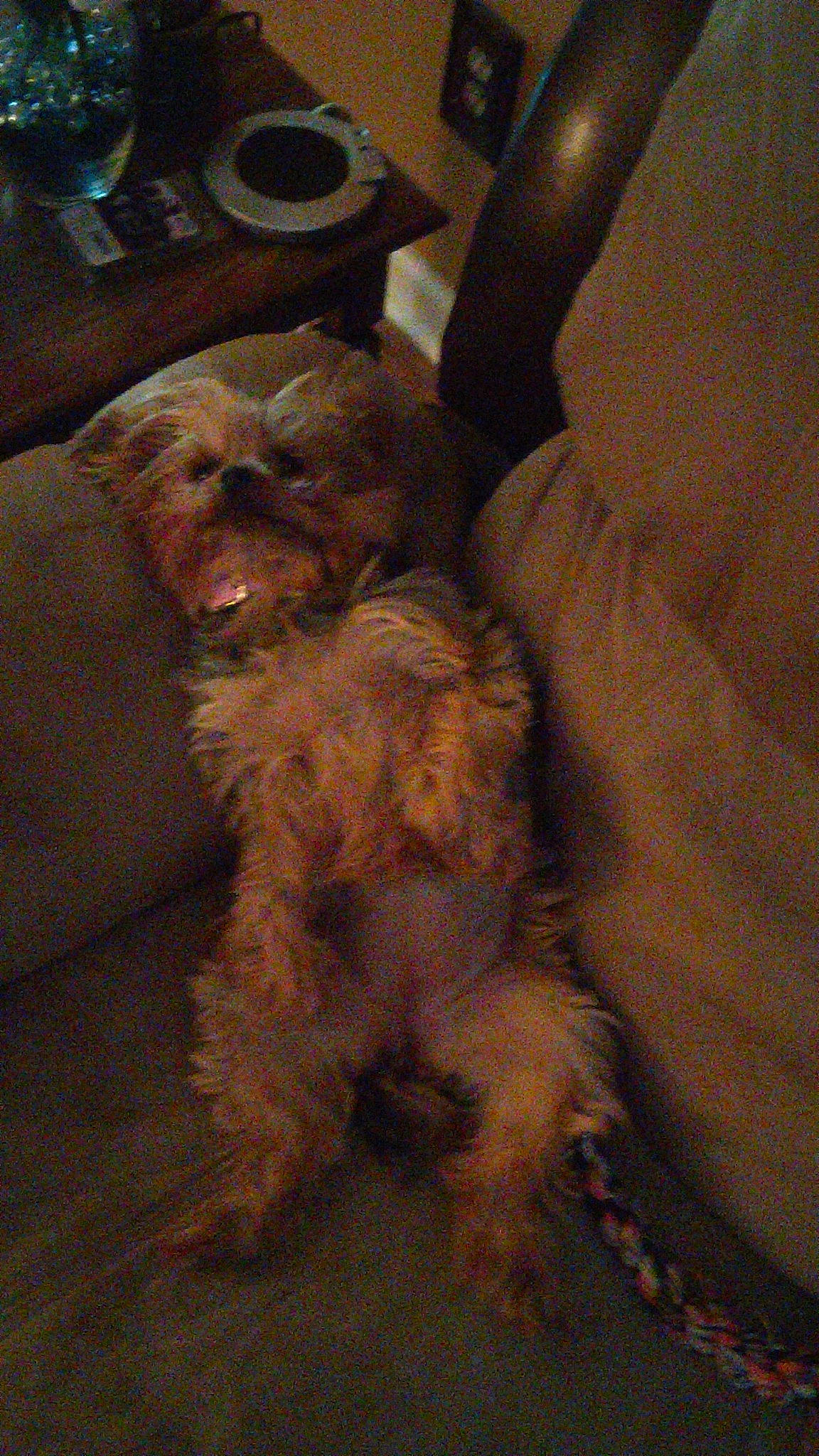 Cupcake joined the competition — help win amazing prizes! bolonka, cairn_terrier, canidae, carnivore, companion_dog, dog, dog_breed, dutch_smoushond, glen_of_imaal_terrier, irish_soft_coated_wheaten_terrier, mammal, morkie, norfolk_terrier, rare_breed_dog, schnoodle, small_terrier, sporting_group, sporting_lucas_terrier, terrier, welsh_terrier