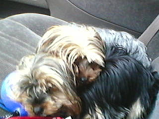 Cupcake is registered to the contest to win money with this photo: australian_silky_terrier, biewer_terrier, bolonka, canidae, carnivore, chinese_imperial_dog, companion_dog, dog, dog_breed, mammal, morkie, puppy, rare_breed_dog, skye_terrier, small_terrier, terrier, tibetan_terrier, toy_dog, vertebrate, yorkshire_terrier