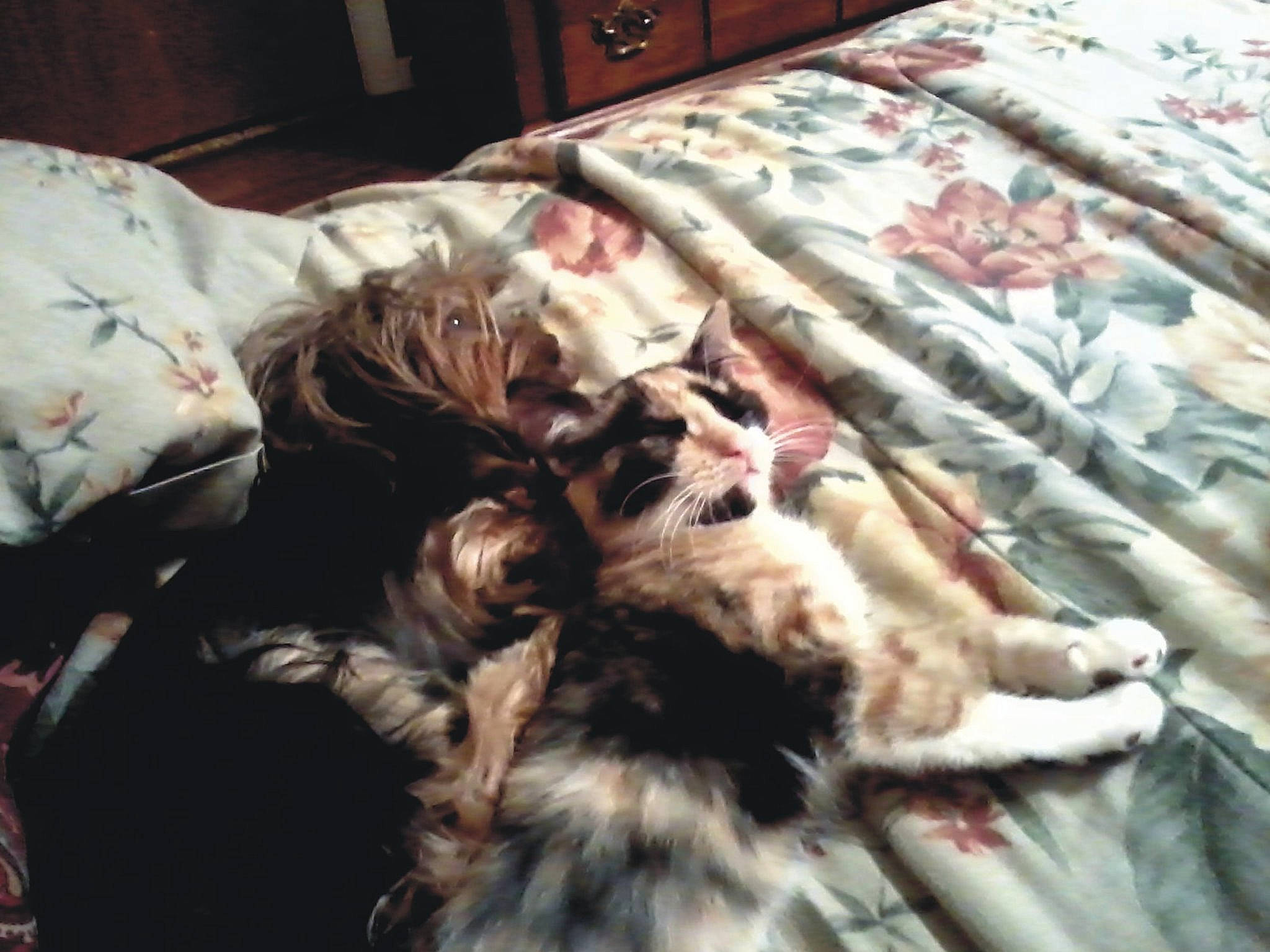 Cupcake is registered to the contest to win money with this photo: canidae, carnivore, cat, dog, dog_breed, english_setter, felidae, fur, kitten, nap, setter, small_to_medium_sized_cats, spaniel, sporting_group