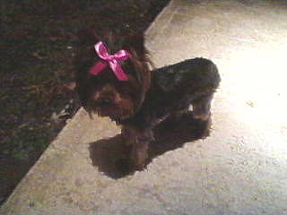 Cupcake joined the competition — help win amazing prizes! canidae, carnivore, dog, dog_breed, guard_dog, liver, miniature_schnauzer, puppy, schnauzer, scottish_terrier, shih_tzu, toy_dog, yorkshire_terrier