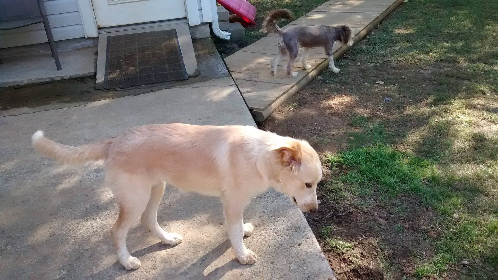 Haylie joined the competition — help win amazing prizes! canidae, carnivore, central_asian_shepherd_dog, cretan_hound, dog, dog_breed, fawn, hunting_dog, labrador_retriever, mammal, pungsan_dog, retriever, sporting_group, street_dog, tail, vertebrate