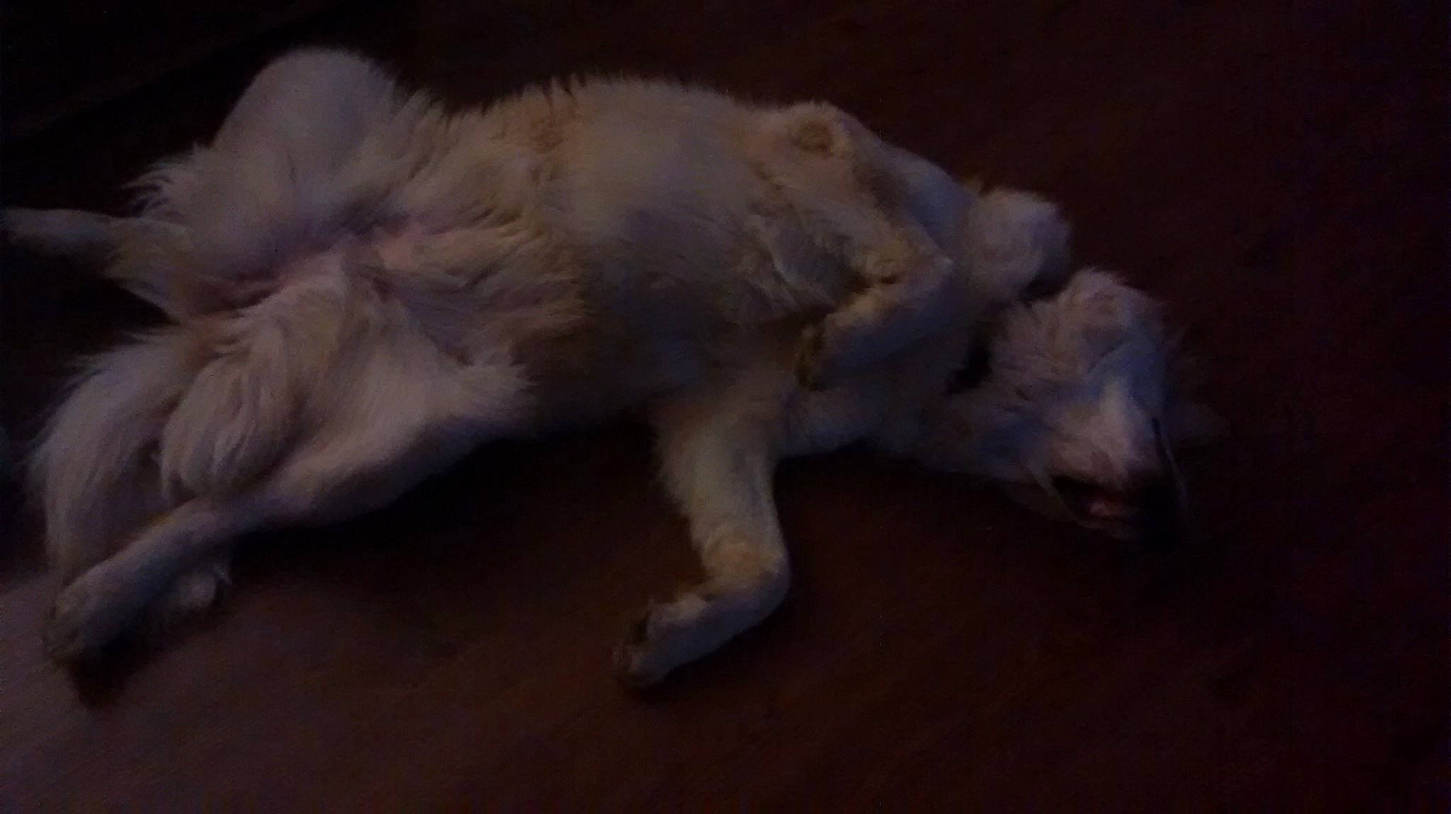 Haylie joined the competition — help win amazing prizes! canidae, canis, carnivore, dog, dog_breed, golden_retriever, mammal, non_sporting_group, puppy, snout, sporting_group, tail, wolfdog