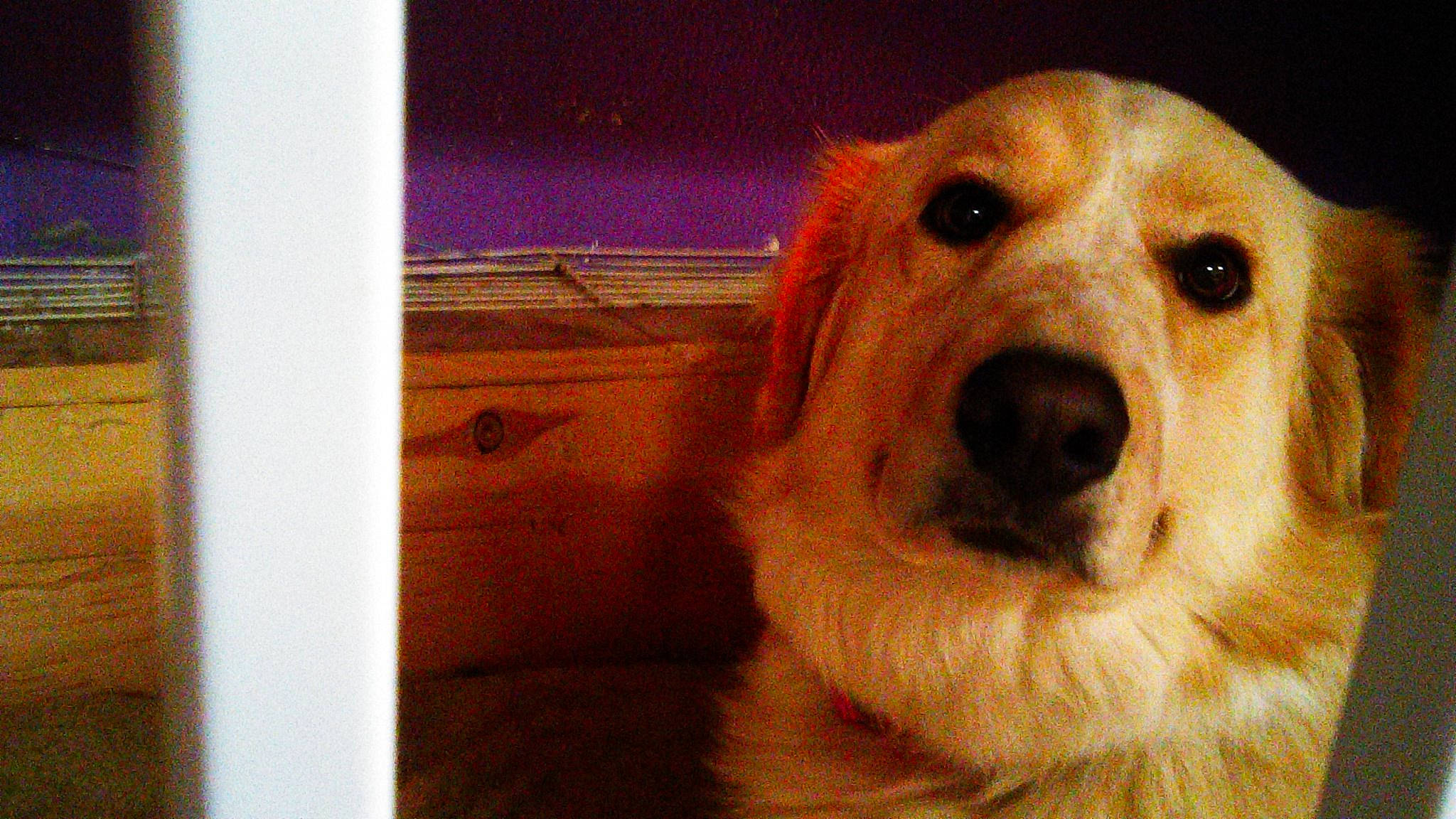 Haylie joined the competition — help win amazing prizes! canidae, carnivore, companion_dog, dog, dog_breed, golden_retriever, mammal, nose, retriever, snout, sporting_group, vertebrate, whiskers