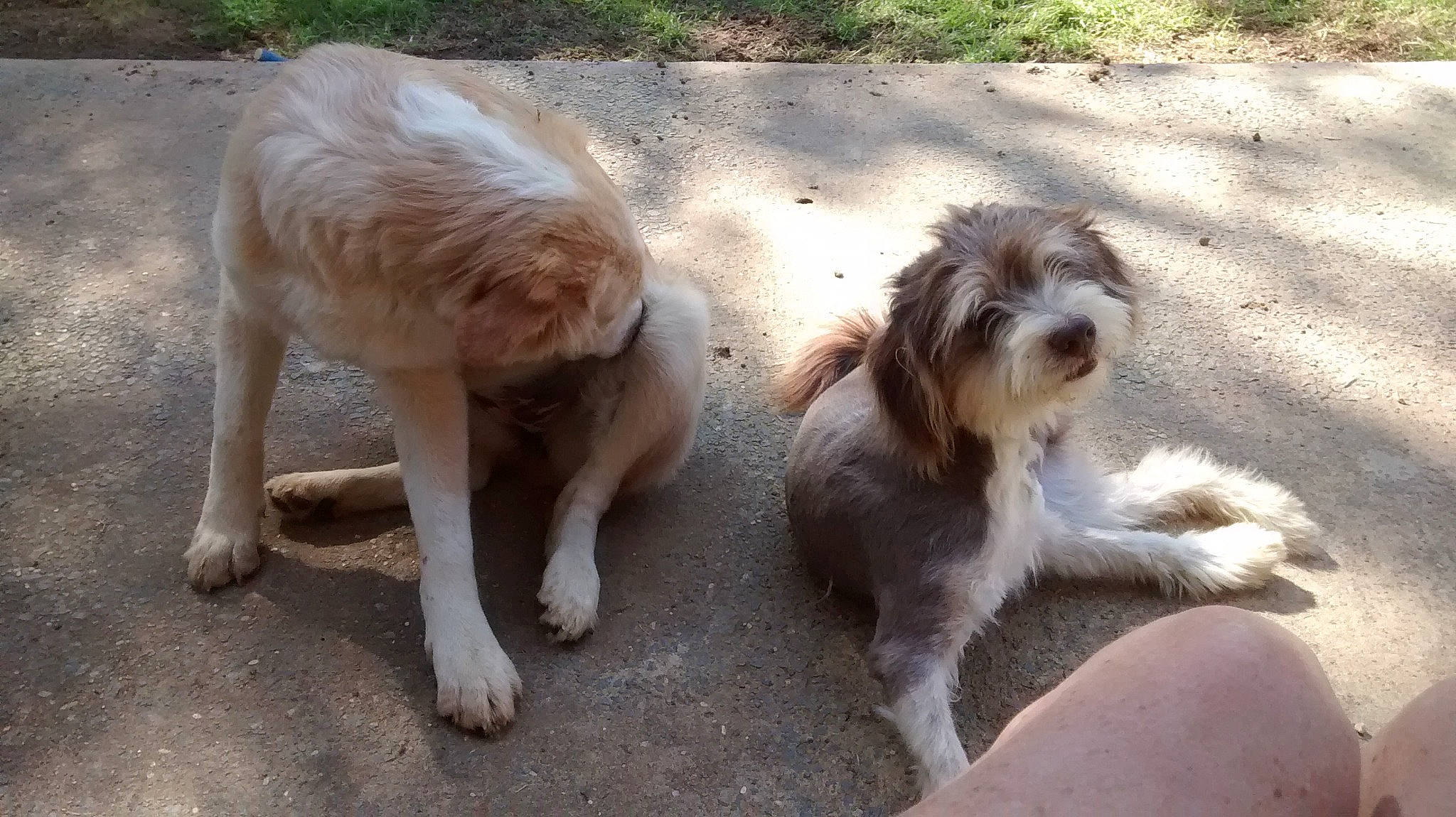 Asher joined the competition — help win amazing prizes! bosnian_coarse_haired_hound, briquet_griffon_vendeen, canidae, carnivore, companion_dog, dog, dog_breed, grand_basset_griffon_vendeen, mammal, otterhound, petit_basset_griffon_vendeen, sapsali, spinone_italiano, sporting_group, sporting_lucas_terrier, terrier, tibetan_terrier, vertebrate