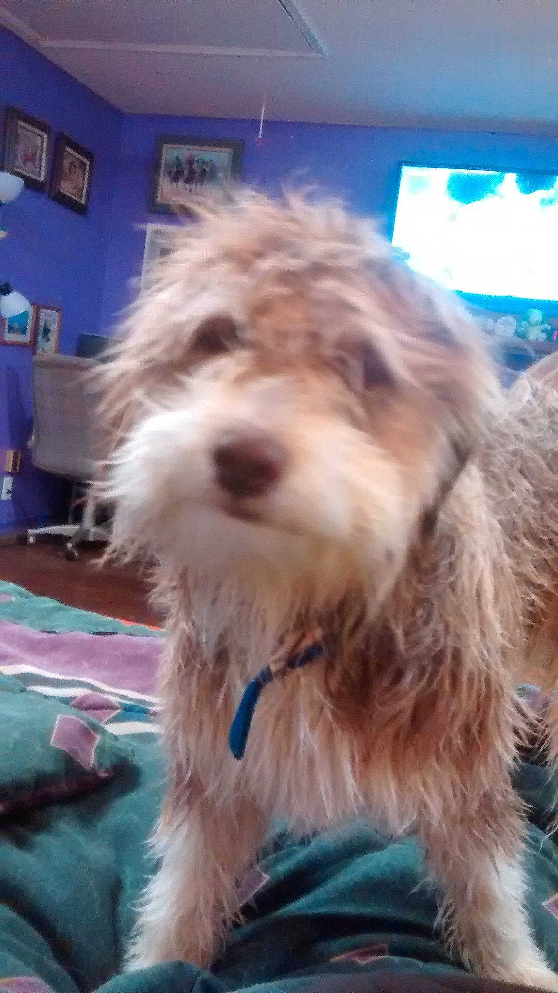 Asher is registered to the contest to win money with this photo: briquet_griffon_vendeen, canidae, carnivore, cockapoo, companion_dog, dog, dog_breed, dutch_smoushond, havanese, maltepoo, mammal, morkie, petit_basset_griffon_vendeen, poodle_crossbreed, sapsali, schnoodle, sporting_lucas_terrier, terrier, tibetan_terrier, vertebrate