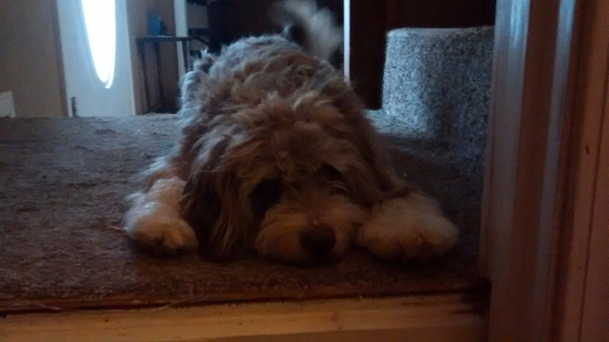 Asher is registered to the contest to win money with this photo: barbet, canidae, carnivore, cavachon, cavapoo, cockapoo, companion_dog, dog, dog_breed, goldendoodle, labradoodle, lagotto_romagnolo, mammal, miniature_poodle, poodle_crossbreed, schnoodle, spanish_water_dog, sporting_group, terrier, vertebrate