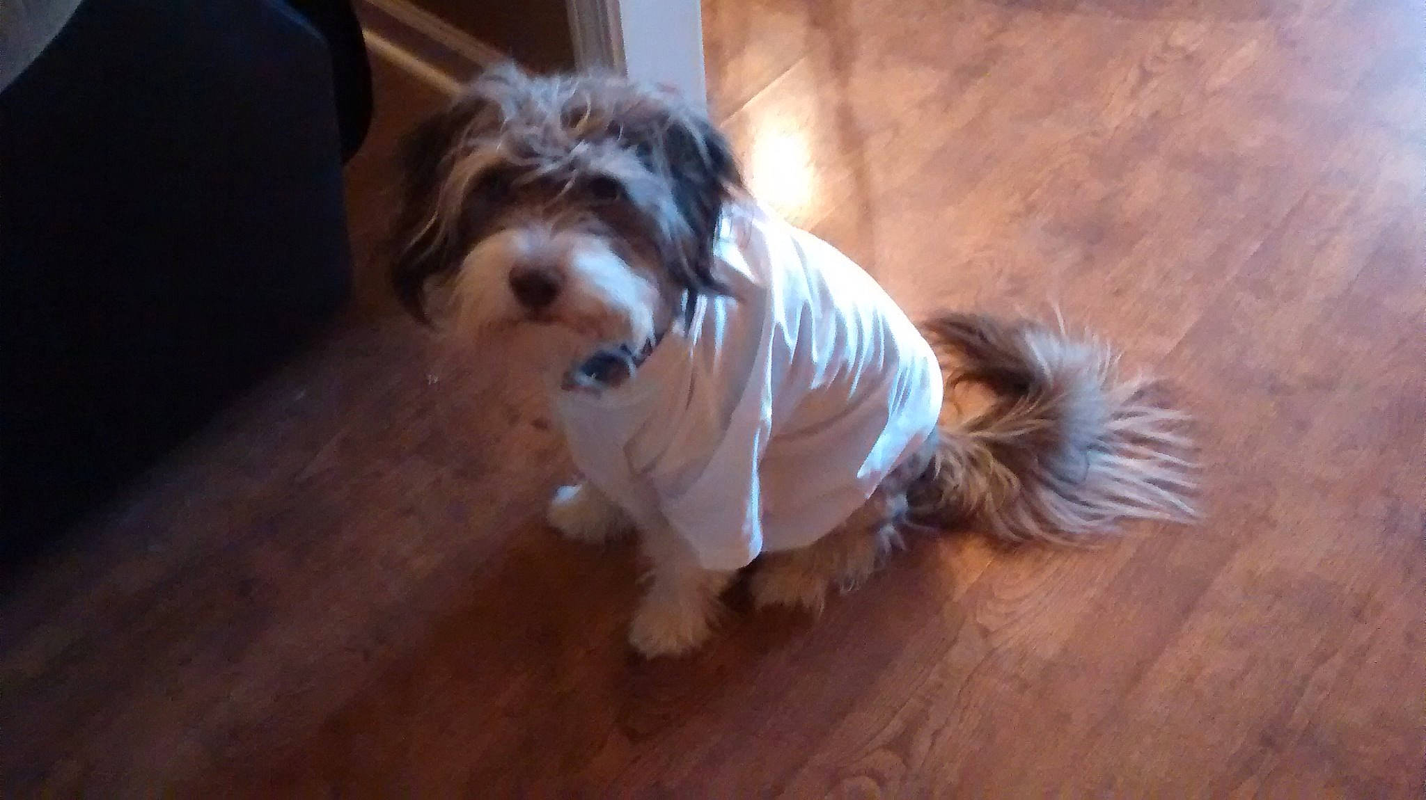 Asher joined the competition — help win amazing prizes! biewer_terrier, canidae, carnivore, chinese_imperial_dog, companion_dog, dog, dog_breed, havanese, kyi_leo, lhasa_apso, lowchen, mammal, petit_basset_griffon_vendeen, puppy, shih_tzu, sporting_group, sporting_lucas_terrier, tibetan_terrier, toy_dog, vertebrate