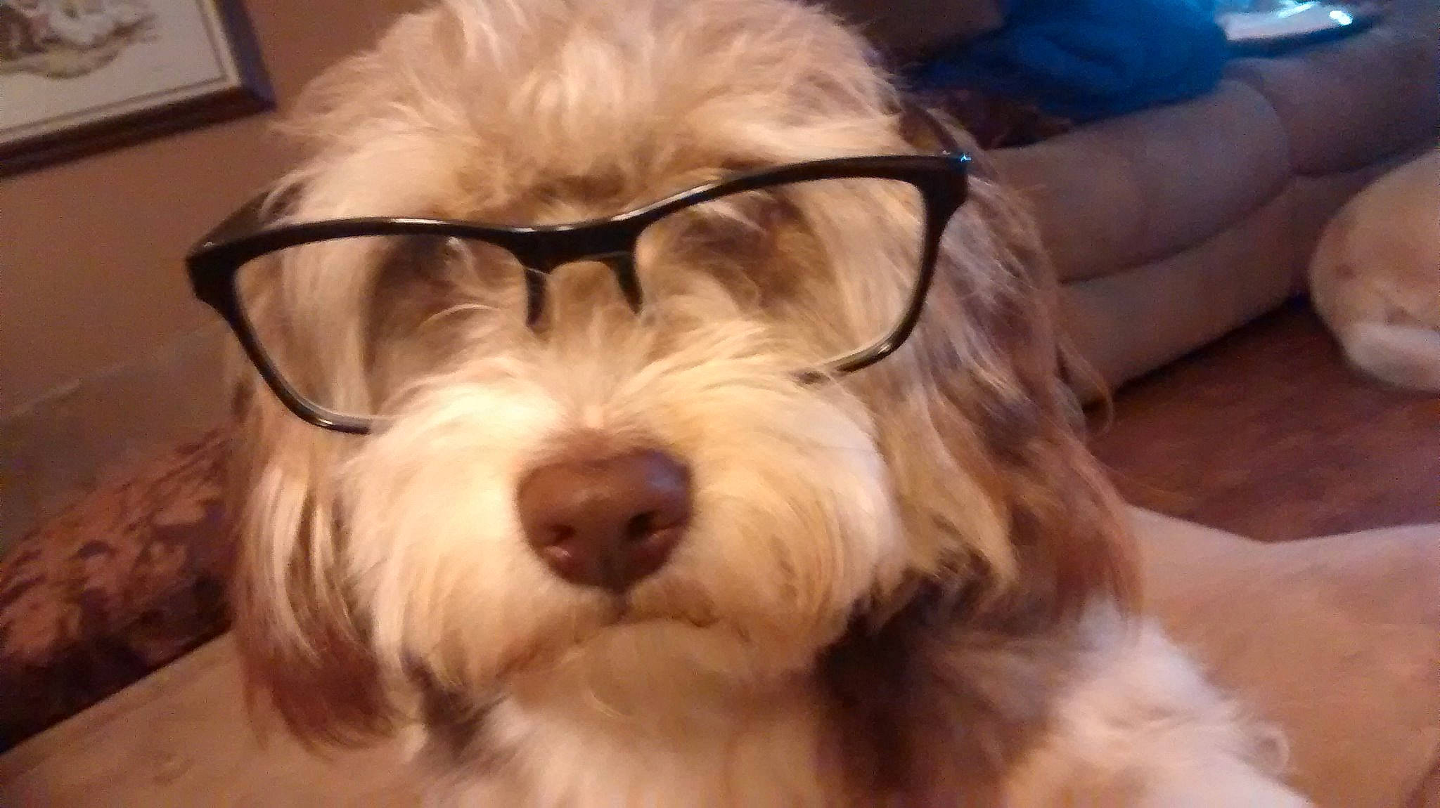 Asher is registered to the contest to win money with this photo: bearded_collie, bolonka, canidae, carnivore, companion_dog, dog, dog_breed, ear, fur, havanese, head, irish_soft_coated_wheaten_terrier, kyi_leo, lowchen, mammal, petit_basset_griffon_vendeen, shih_tzu, snout, tibetan_terrier, vertebrate