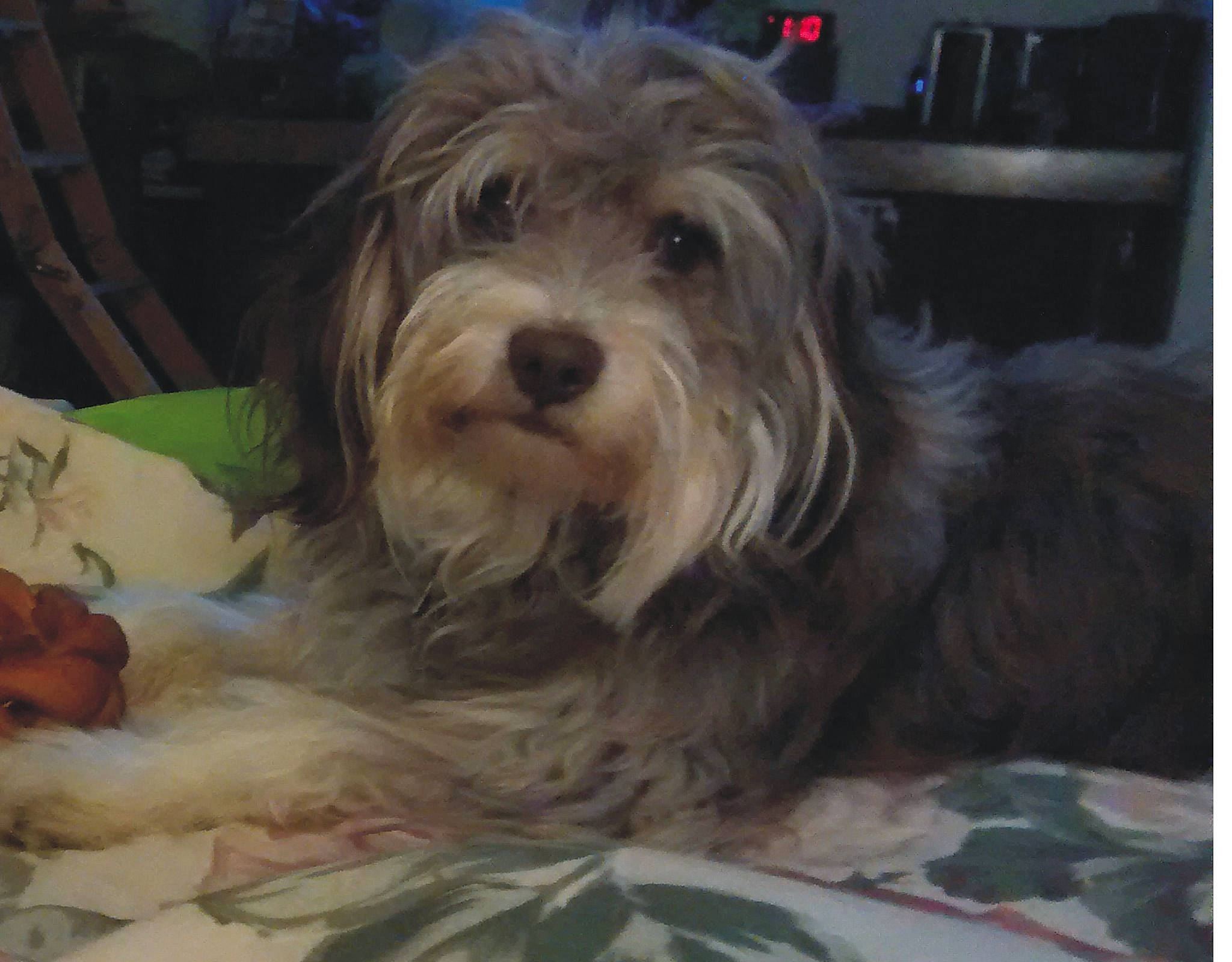 Asher is registered to the contest to win money with this photo: bearded_collie, bolonka, canidae, carnivore, cockapoo, dog, dog_breed, havanese, kyi_leo, lhasa_apso, lowchen, mammal, morkie, sapsali, schnoodle, small_terrier, sporting_lucas_terrier, terrier, tibetan_terrier, vertebrate