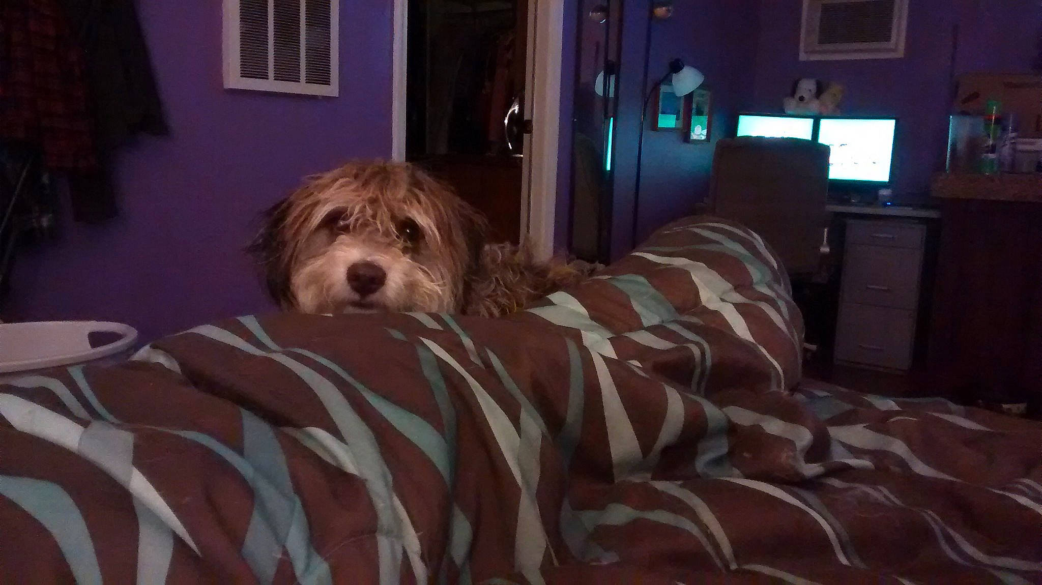 Asher is registered to the contest to win money with this photo: bearded_collie, canidae, carnivore, cavachon, cavapoo, cockapoo, companion_dog, dog, dog_breed, goldendoodle, home, irish_soft_coated_wheaten_terrier, mammal, morkie, petit_basset_griffon_vendeen, schnoodle, spinone_italiano, sporting_group, tibetan_terrier, vertebrate