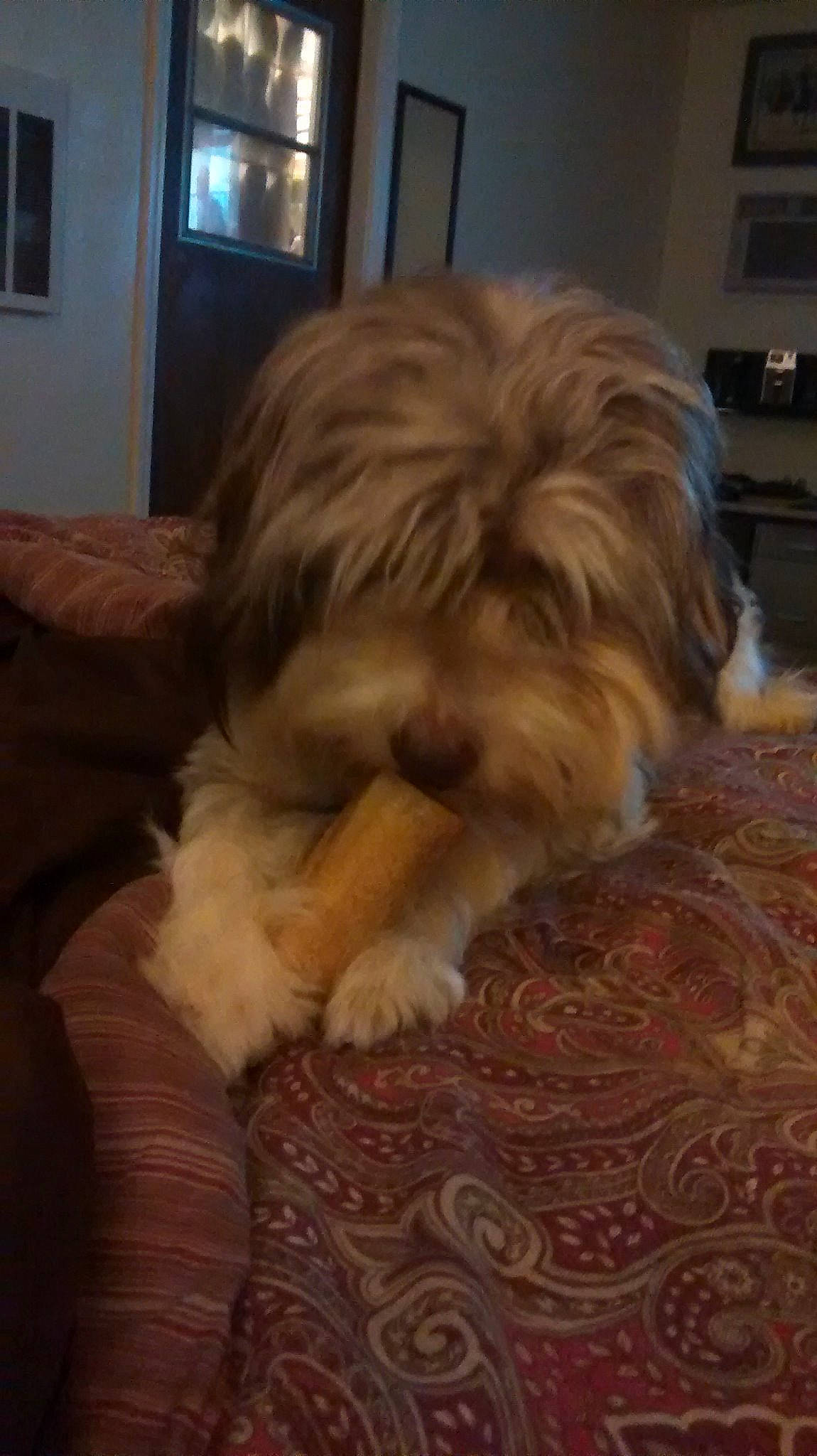 Asher joined the competition — help win amazing prizes! bearded_collie, canidae, carnivore, chinese_imperial_dog, companion_dog, dog, dog_breed, havanese, kyi_leo, lhasa_apso, lowchen, mammal, non_sporting_group, polish_lowland_sheepdog, puppy, rare_breed_dog, shih_tzu, snout, tibetan_terrier, vertebrate