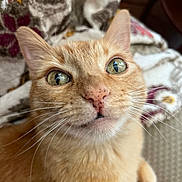 Peaches is registered to the contest to win money with this photo: cat, ginger_cat, close_up, pet, whiskers, green_eyes, curious, indoor, cozy, blanket, feline, cute, fur, animal, mammal, portrait, relaxed, domestic_cat, soft, nose