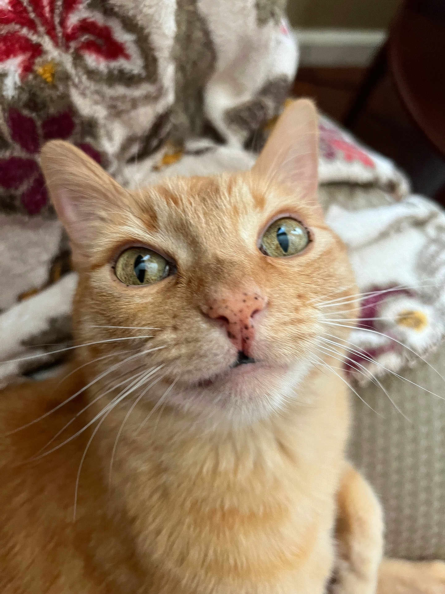 Peaches