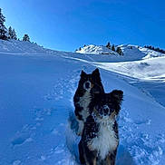 Koda Et Marley participe au concours pour gagner de l'argent avec cette photo : dog, snow, winter, outdoor, animal, canine, cold, daylight, nature, mountain, sky, trees, fur, playful, pets, walking, landscape, snowy, blue_sky, adventure