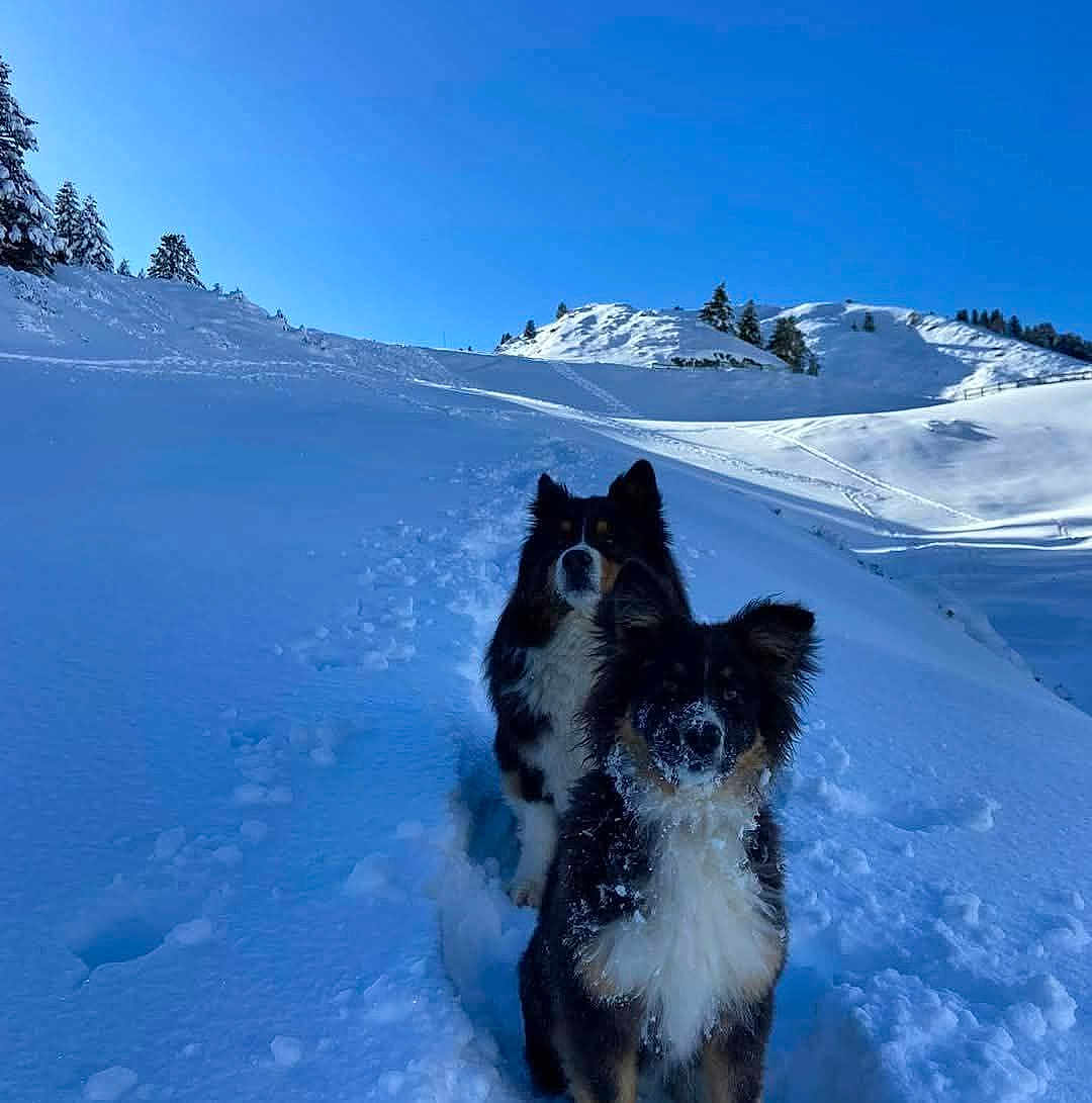 Koda Et Marley participe au concours pour gagner de l'argent avec cette photo : dog, snow, winter, outdoor, animal, canine, cold, daylight, nature, mountain, sky, trees, fur, playful, pets, walking, landscape, snowy, blue_sky, adventure