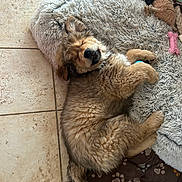 Berlioz a rejoint le concours — aidez-le/la à gagner de superbes lots ! puppy, dog, sleeping, bed, shaggy_bed, toy, floor, tile_floor, brown_fur, cute, pet, domestic_animal, furry, relaxed, indoor, canine, sleep, cozy, animal, paw_prints
