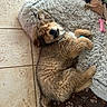 puppy, dog, sleeping, bed, shaggy_bed, toy, floor, tile_floor, brown_fur, cute, pet, domestic_animal, furry, relaxed, indoor, canine, sleep, cozy, animal, paw_prints