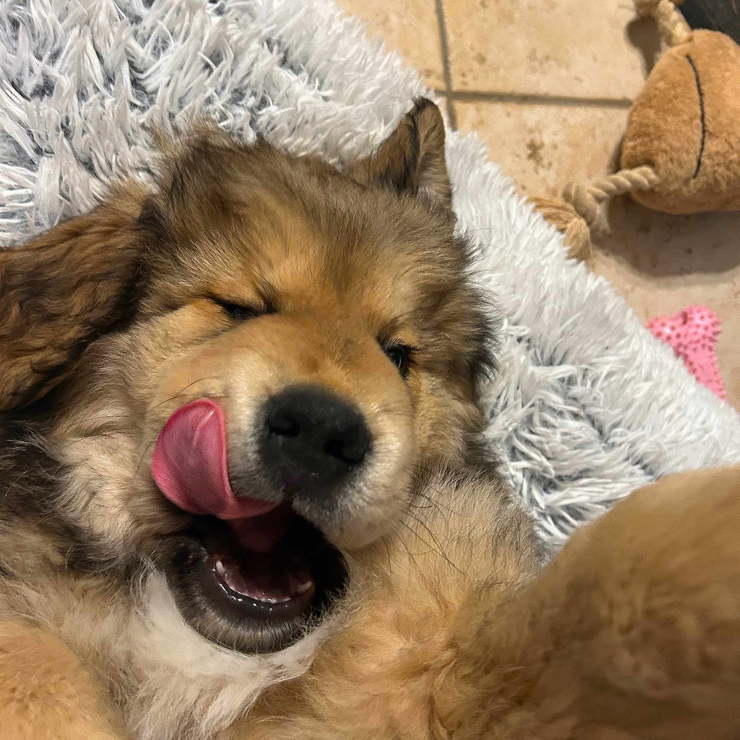 Berlioz a rejoint le concours — aidez-le/la à gagner de superbes lots ! dog, puppy, cute, fluffy, tongue_out, pet, animal, indoors, playful, chew_toy, fur, lying_down, closeup, tongue, happy, home, tile_floor, rug, canine, mammal