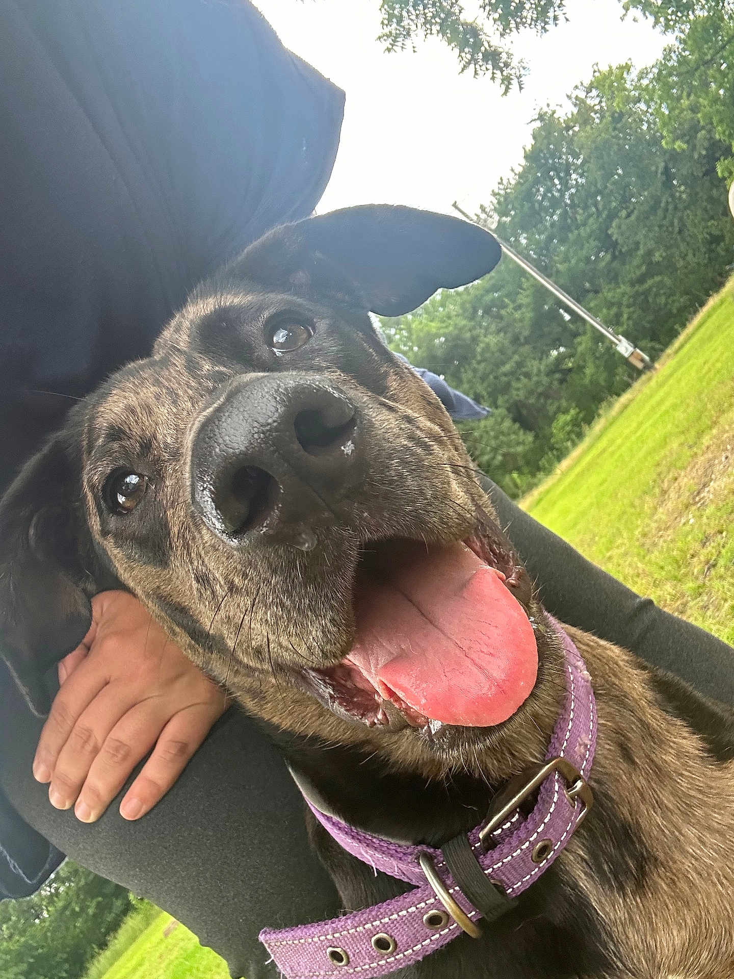 Mocha is registered to the contest to win money with this photo: dog, close_up, outdoor, grass, collar, tongue_out, happy, pet, canine, animal, person, hand, nature, greenery, ears, snout, playful, summer, daytime, casual