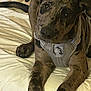Mocha joined the competition — help win amazing prizes! dog, brindle, pet, harness, lying_down, blanket, indoor, canine, fur, animal, cute, domestic_animal, mammal, resting, looking_up, bed, soft, companion, close_up, friendly