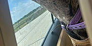 Mocha is registered to the contest to win money with this photo: dog, car_interior, window, collar, teeth, mouth_open, sunlight, daytime, road, sky, outdoor, travel, pet, animal, happy, canine, seat, door_handle, fur, side_view