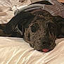 Mocha is registered to the contest to win money with this photo: dog, bed, blanket, brindle, tongue, resting, sleepy, canine, pet, indoors, cozy, fur, cute, animal, lying_down, comfort, relaxed, domestic, snuggle, warm