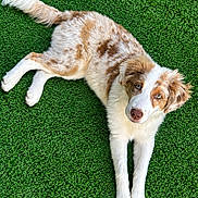 Belha a rejoint le concours — aidez-le/la à gagner de superbes lots ! dog, puppy, brown_and_white, fluffy, lying_down, grass, artificial_grass, outdoor, pet, animal, portrait, looking_at_camera, blue_eyes, long_tail, paws, fur, playful, cute, green_background, photography