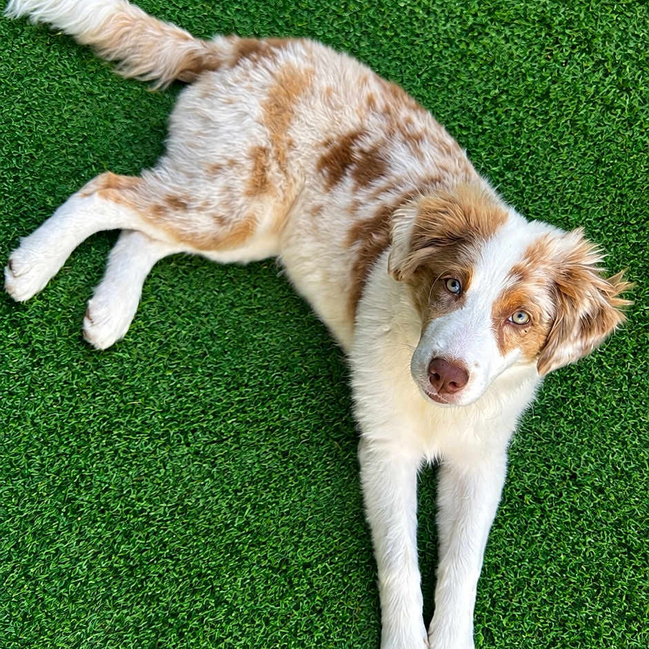 Belha a rejoint le concours — aidez-le/la à gagner de superbes lots ! dog, puppy, brown_and_white, fluffy, lying_down, grass, artificial_grass, outdoor, pet, animal, portrait, looking_at_camera, blue_eyes, long_tail, paws, fur, playful, cute, green_background, photography